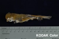 藏品(黃羽鸚嘴)的圖片